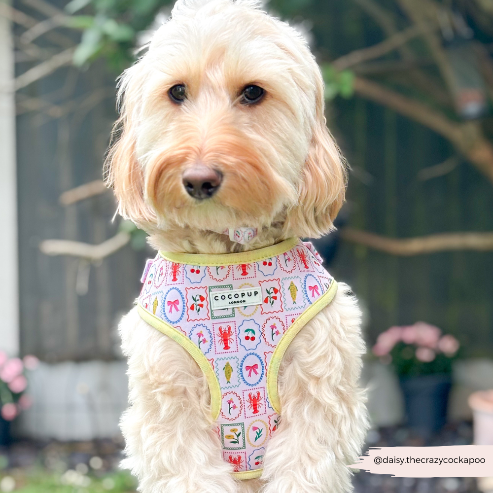 Dolce Vita Adjustable Neck HARNESS