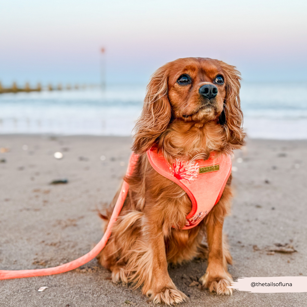 Luxe Velvet Lead - Coral Core