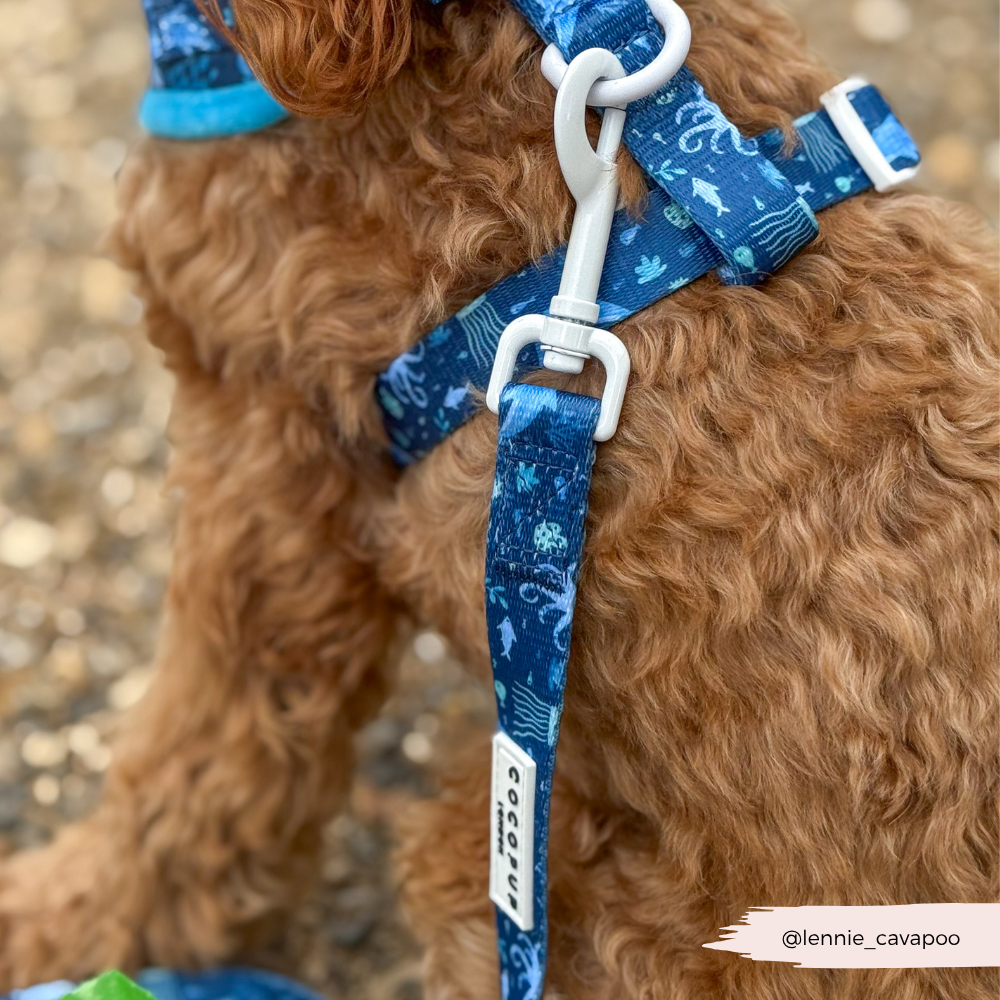 Sea Life Pawty Adjustable Neck Harness, Lead & Collar Bundle