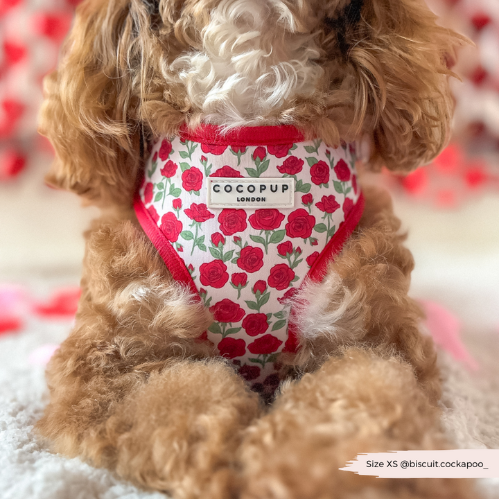 Barkquet of Roses Adjustable Neck Harness, Lead & Collar Bundle