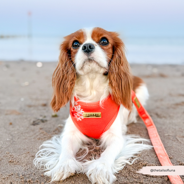 Luxe Velvet Adjustable Neck HARNESS- Coral Core