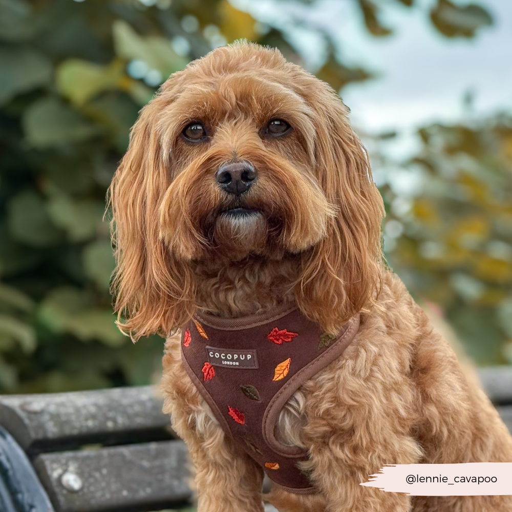Pawtumn Leaves Adjustable Neck HARNESS