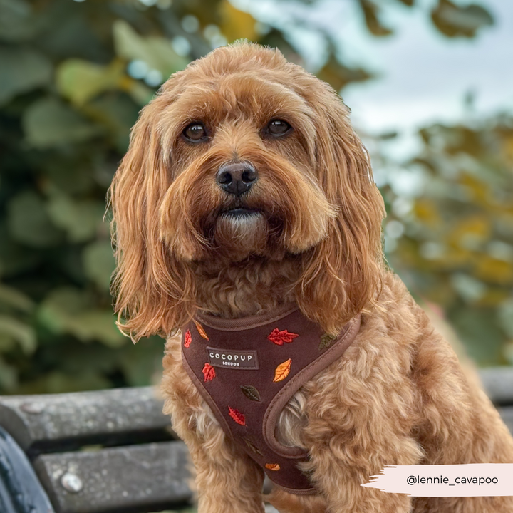 Pawtumn Leaves Adjustable Neck HARNESS