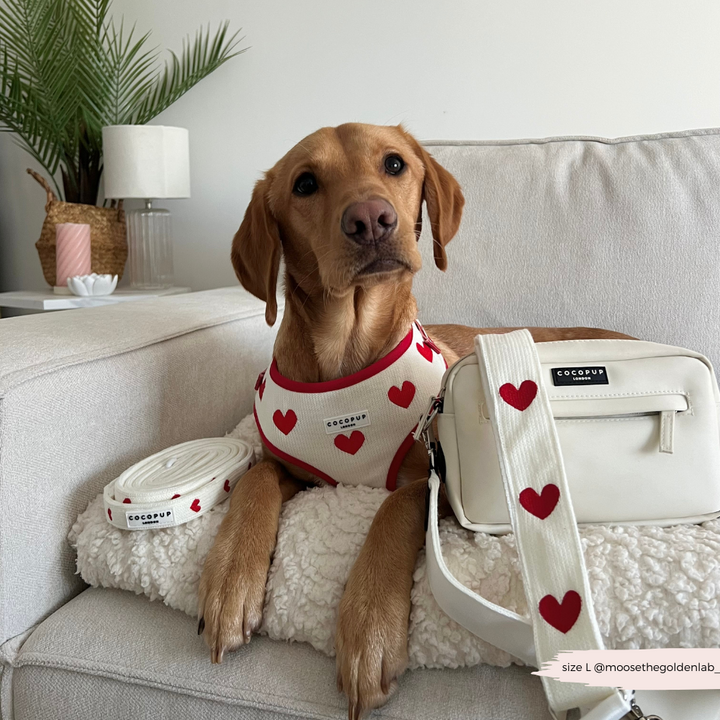 Hugs & Knitted Adjustable Neck Harness, Lead & Collar Bundle