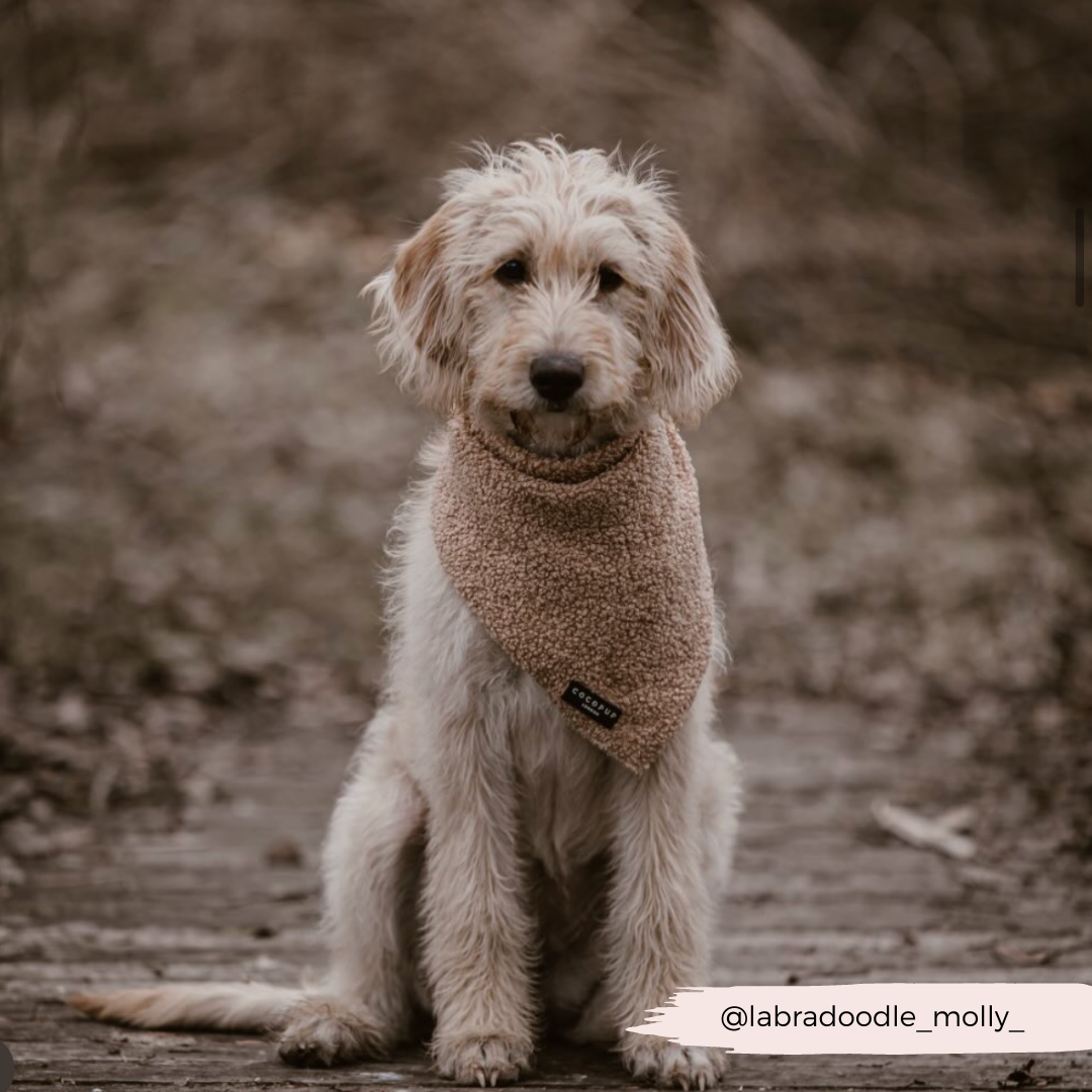 Teddy Bandana - Rupert