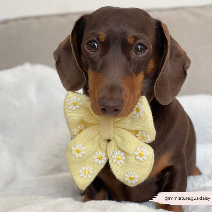 Buttercup Pup Sailor Bow Tie