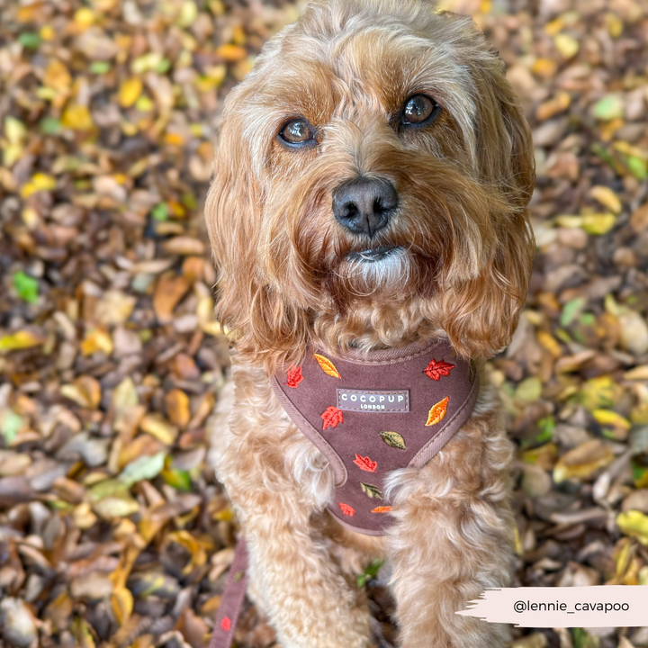 Pawtumn Leaves Adjustable Neck HARNESS