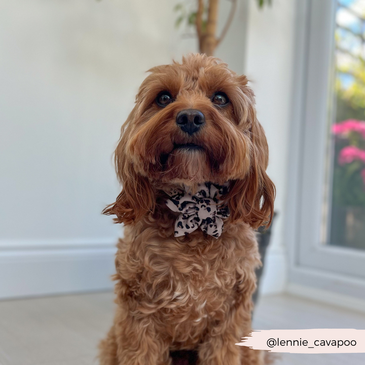 Ivory Tort Collar Flower