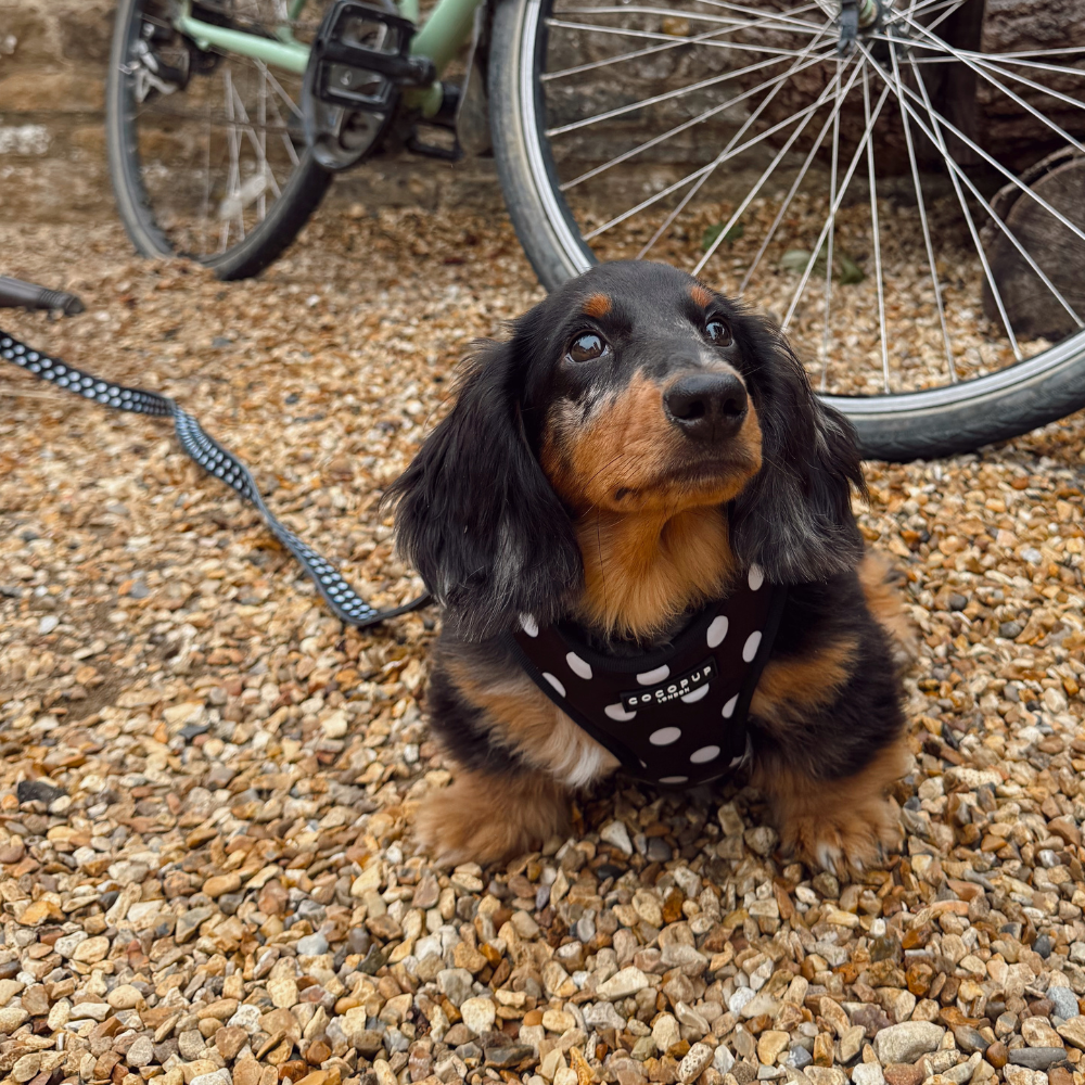 Satin Polka Dot Lead