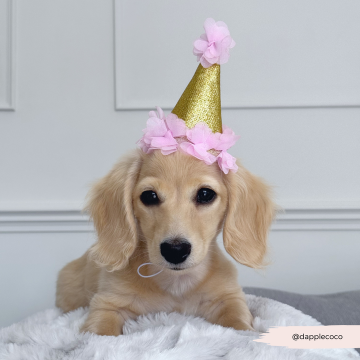 Dog Party Hat - Pink