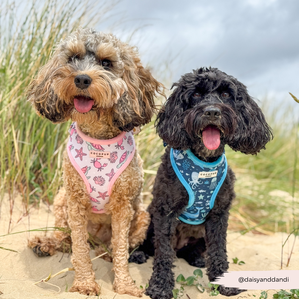 Sea Life Pawty Adjustable Neck HARNESS