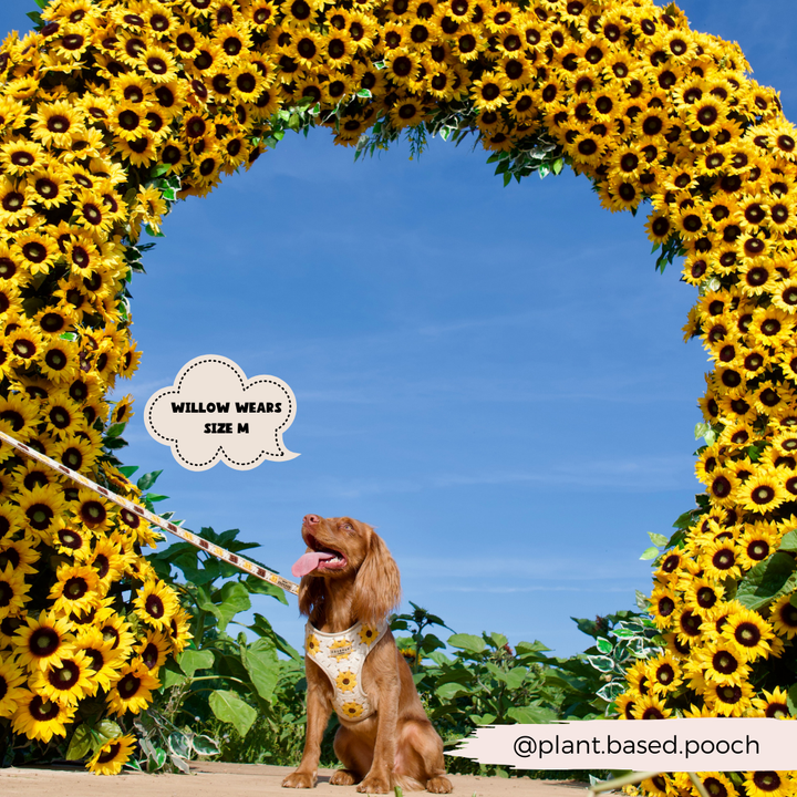 A brown dog sporting a Sunflower Patch Adjustable Neck Harness from Cocopup London sits in front of an archway adorned with sunflowers under a blue sky. A speech bubble reads "WILLOW WEARS SIZE M." The text "@plant.based.pooch" is located in the bottom right corner.