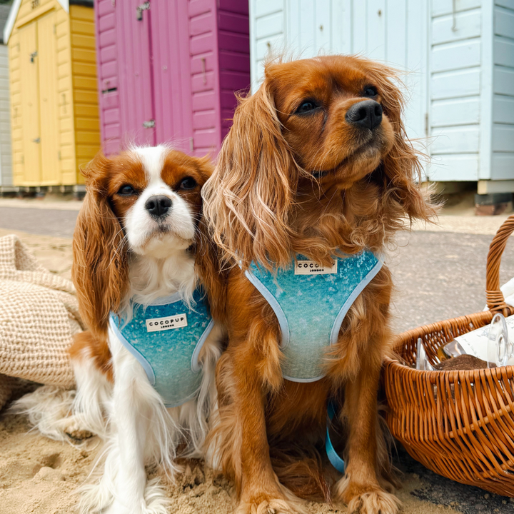 Seaside Shimmer Adjustable Neck Harness, Lead & Collar Bundle