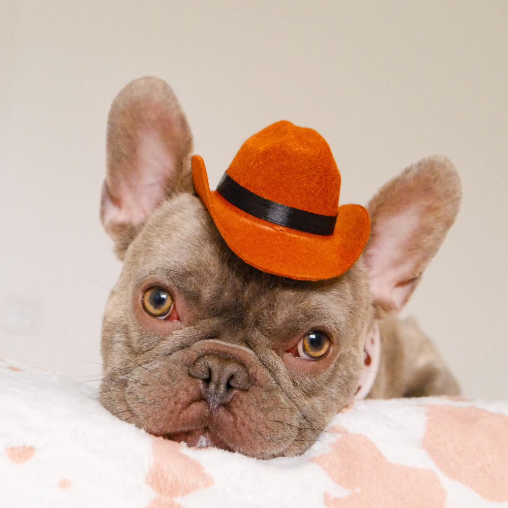Rodeo Pup Dog Hat