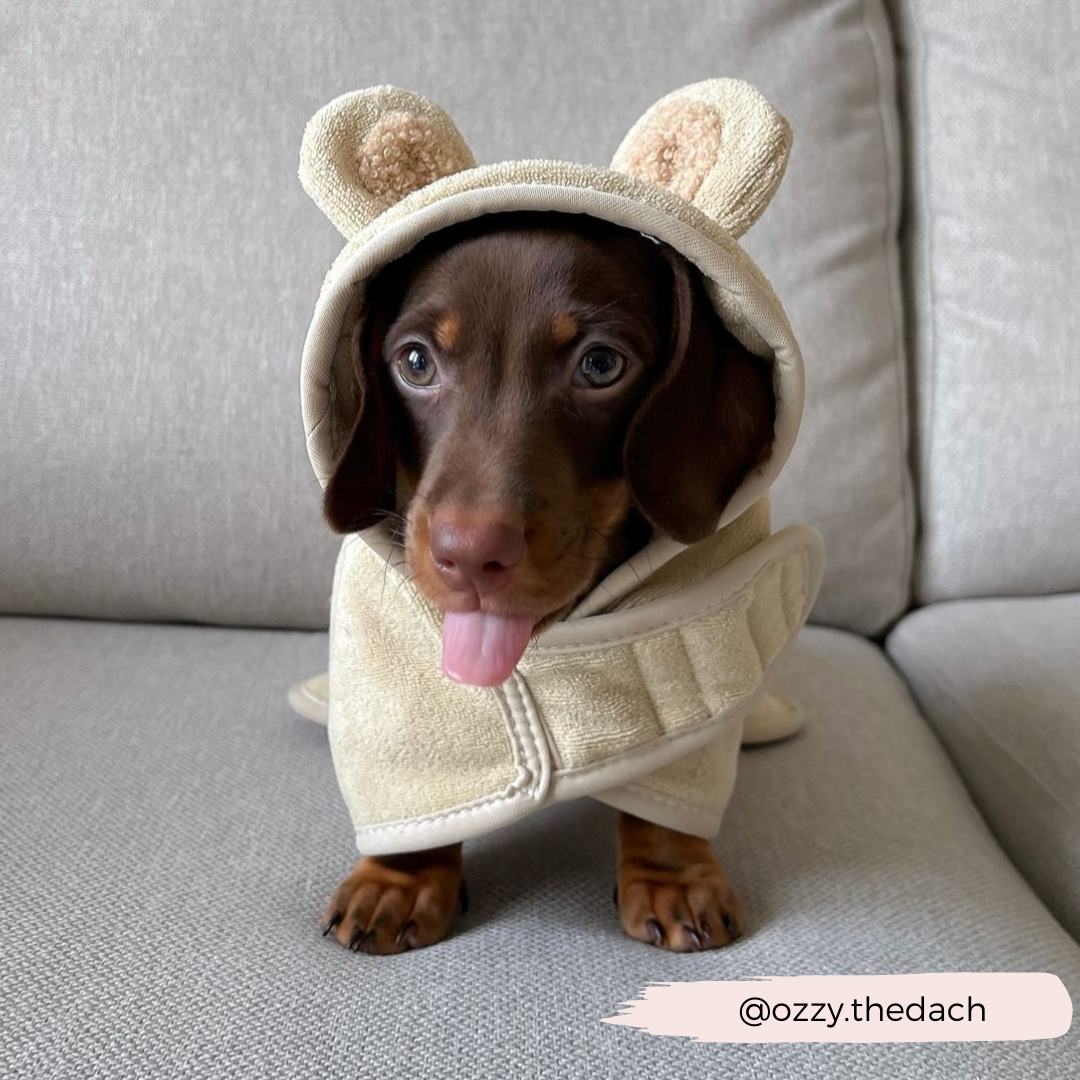 Teddy Dog Drying Robe | Cocopup London Teddy Dog Drying Robe | Cocopup London