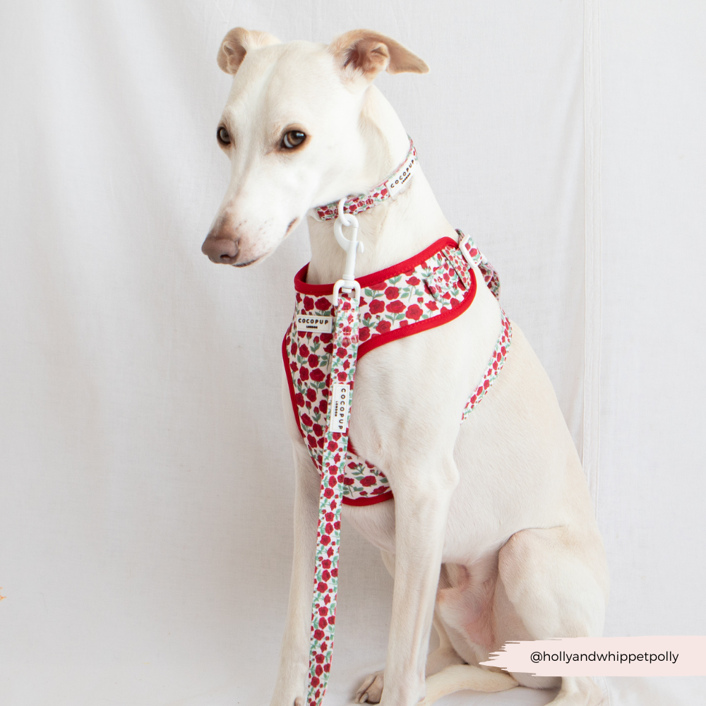 Barkquet of Roses Adjustable Neck Harness, Lead & Collar Bundle