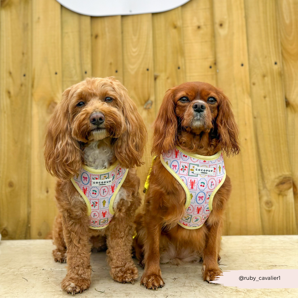 Dolce Vita Adjustable Neck HARNESS