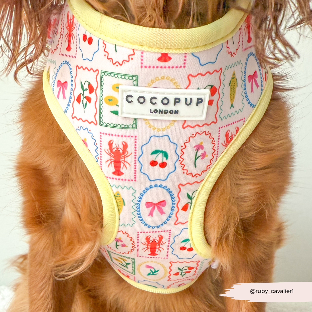 Dolce Vita Adjustable Neck HARNESS