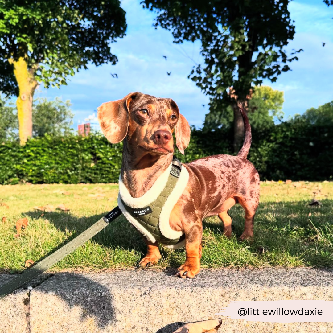 Khaki Quilted Adjustable Neck Harness