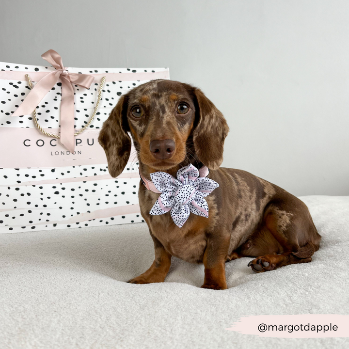 Pink Dalmatian Collar Flower