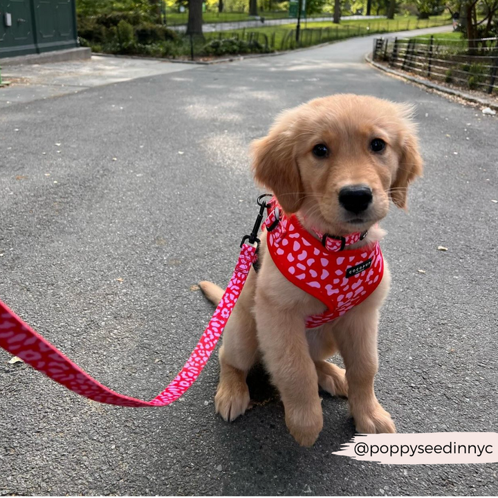 Red & Pink Leopard Adjustable Neck Harness