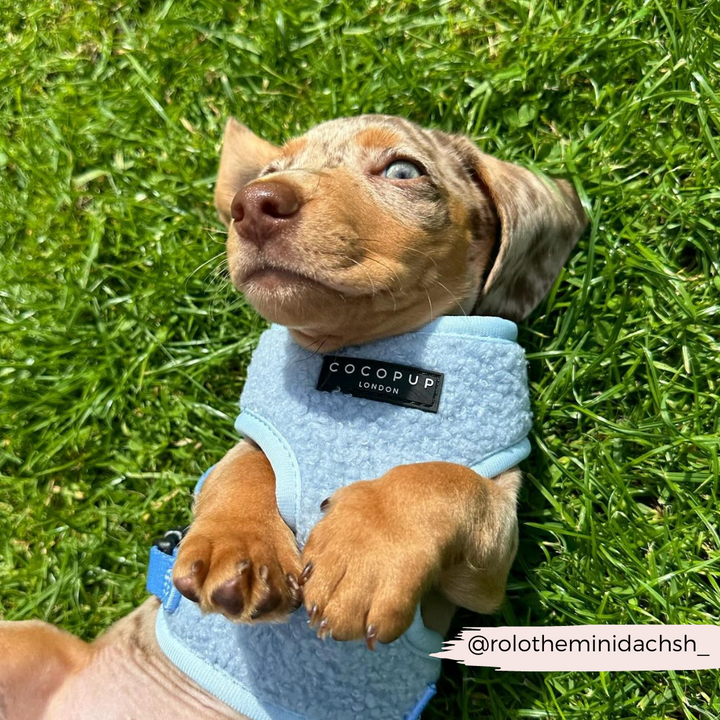 A small light brown and white spotted dachshund puppy lies on its back on the grass, wearing a Teddy Adjustable Neck Harness - Daydream by Cocopup London. Its paws are up in the air, and it has a wide-eyed look on its face. The Instagram handle @rolotheminidachsh_ is visible in the bottom right corner.