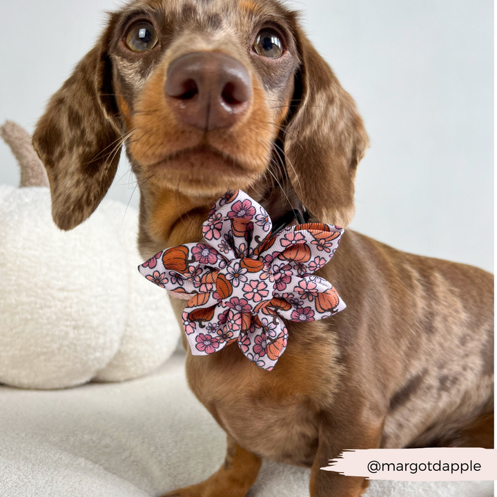 Pupkin Meadow Collar Flower