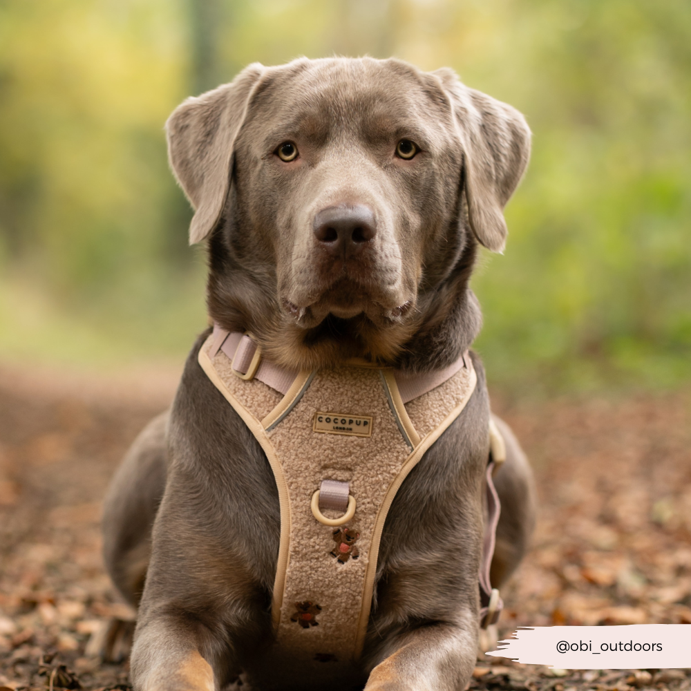 Explore Harness - Theo Embroidered Teddy