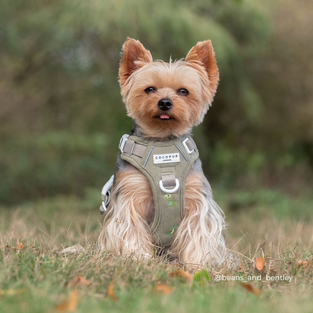 A small Yorkshire Terrier sitting in grass outdoors wearing an olive green dog harness. The background is a soft-focus green and brown natural setting.