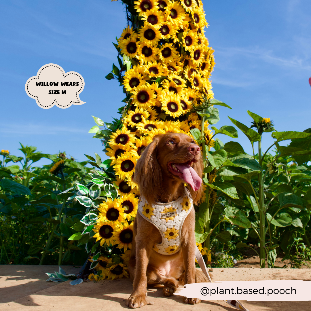 Sunflower Patch Adjustable Neck Harness, Lead & Collar Bundle