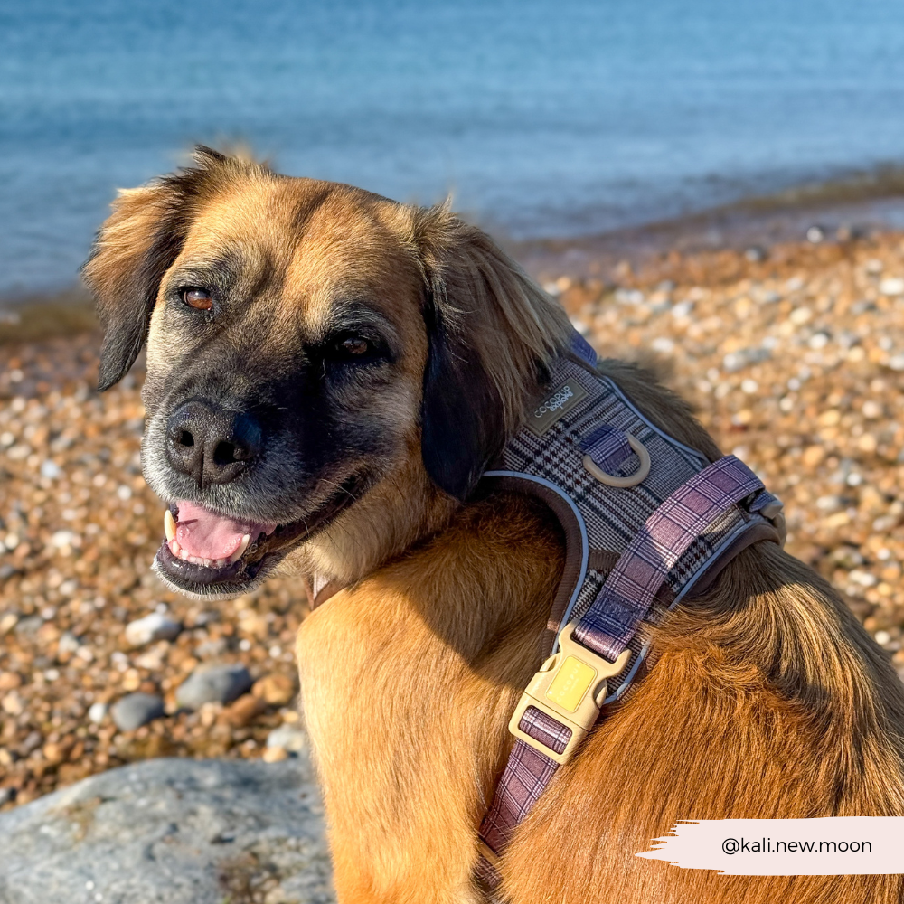 Explore Harness - Pup Plaid