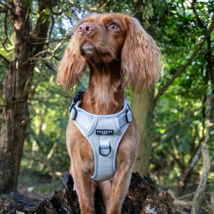 Explore Harness - Sage Tweed