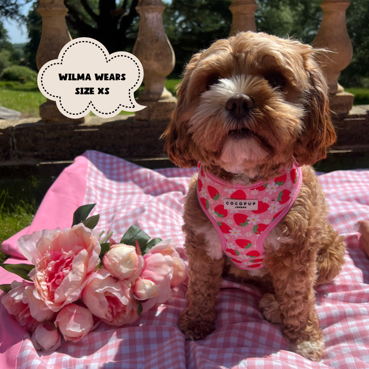 A small, curly-haired dog sits on a pink and white checkered blanket in a garden, wearing the Pupberry Fields Adjustable Neck Harness by Cocopup London, which features strawberries on it. The neoprene material ensures comfort for dog walks. Next to the dog is a bouquet of pink flowers. A text bubble reads, "Wilma wears size XS.