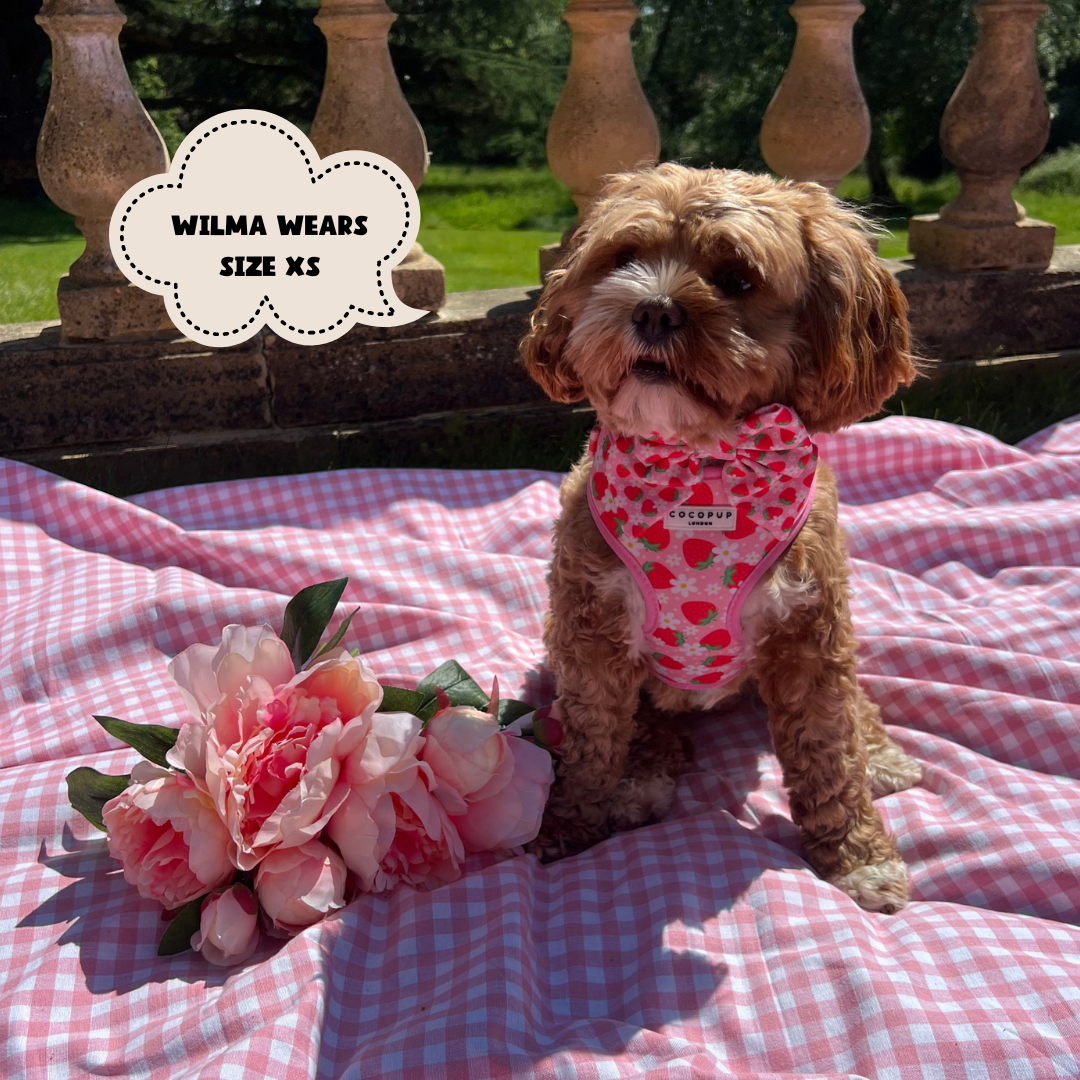 A small brown dog wearing a colorful Cocopup London Pupberry Fields Adjustable Neck Harness labeled "Wilma Wears Size XS" sits on a pink and white checkered blanket. There is a bouquet of pink flowers next to the dog, and a stone balcony with greenery in the background, ready for delightful dog walks.