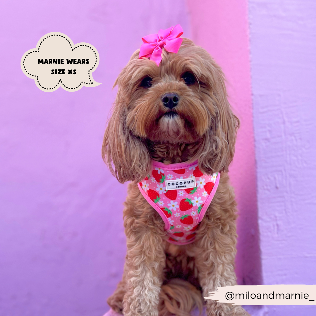 A fluffy brown dog is wearing a pink bow and the "Pupberry Fields Adjustable Neck Harness" from Cocopup London, adorned with strawberry patterns, as she sits against a purple wall. Made from comfortable neoprene material, this adjustable neck harness ensures Marnie is ready for stylish dog walks. The caption reads "Marnie wears size XS," with the Instagram handle "@miloandmarnie_" in the lower right corner.