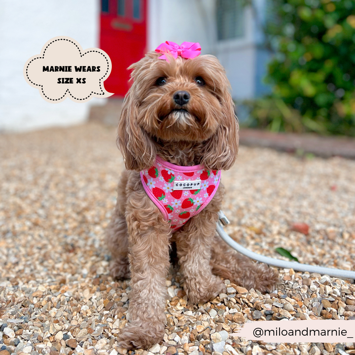 A small brown dog wearing a pink Cocopup London "Pupberry Fields Adjustable Neck Harness" with strawberry patterns and made of Neoprene material sits on a gravel path. The dog has a pink bow on its head and an adjustable neck harness. A caption reads “Marnie wears size XS.” The Instagram handle @miloandmarnie is visible in the bottom right corner.