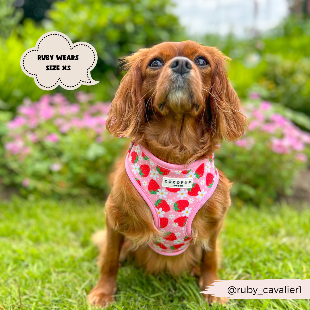 A Cavalier King Charles Spaniel sits on the grass, wearing a Pupberry Fields Adjustable Neck Harness with strawberry prints from Cocopup London. A speech bubble reads, "Ruby wears size XS." Bright green plants and pink flowers are in the background. "@ruby_cavalier1" is written at the bottom right.
