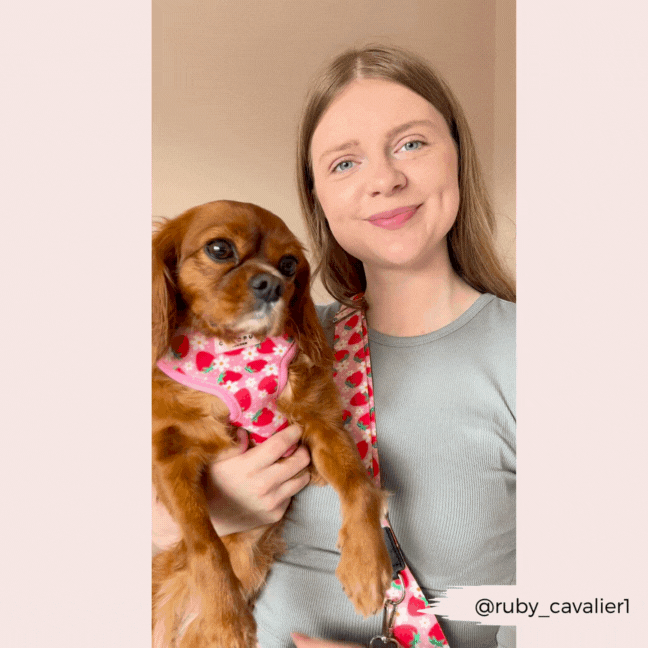 A woman with long, straight blonde hair is holding a brown Cavalier King Charles Spaniel dog, both sporting pink bandanas with red heart patterns. The dog is also wearing the Pupberry Fields Adjustable Neck Harness from Cocopup London made from neoprene material. The Instagram handle @ruby_cavalier1 is visible at the bottom right corner.