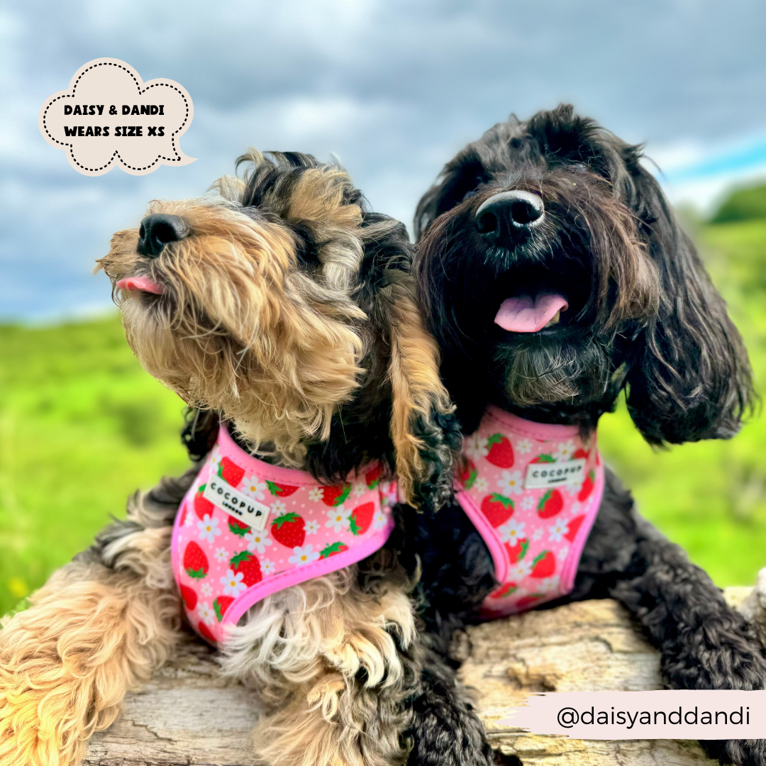 Two fluffy dogs sit closely together on a log, wearing matching Cocopup London Pupberry Fields Adjustable Neck Harnesses adorned with strawberry patterns made from comfortable neoprene material. Their tongues are out, and they appear happy. The background is a grassy field under a cloudy sky. Text on the image reads "DAISY & DANDI WEAR SIZE XS." Instagram handle @daisyanddandi.