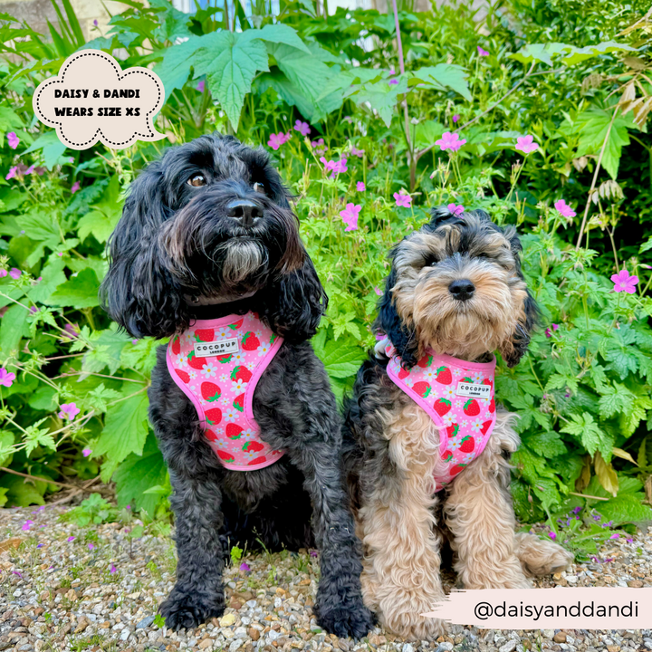 Two small dogs, one with black fur and the other with mixed black and grey fur, are seated in front of lush green plants dotted with pink flowers. Both are wearing Cocopup London's Pupberry Fields Adjustable Neck Harnesses, made of neoprene material and featuring a strawberry design. Text on the image reads "DAISY & DANDI" and "@daisyanddandi".