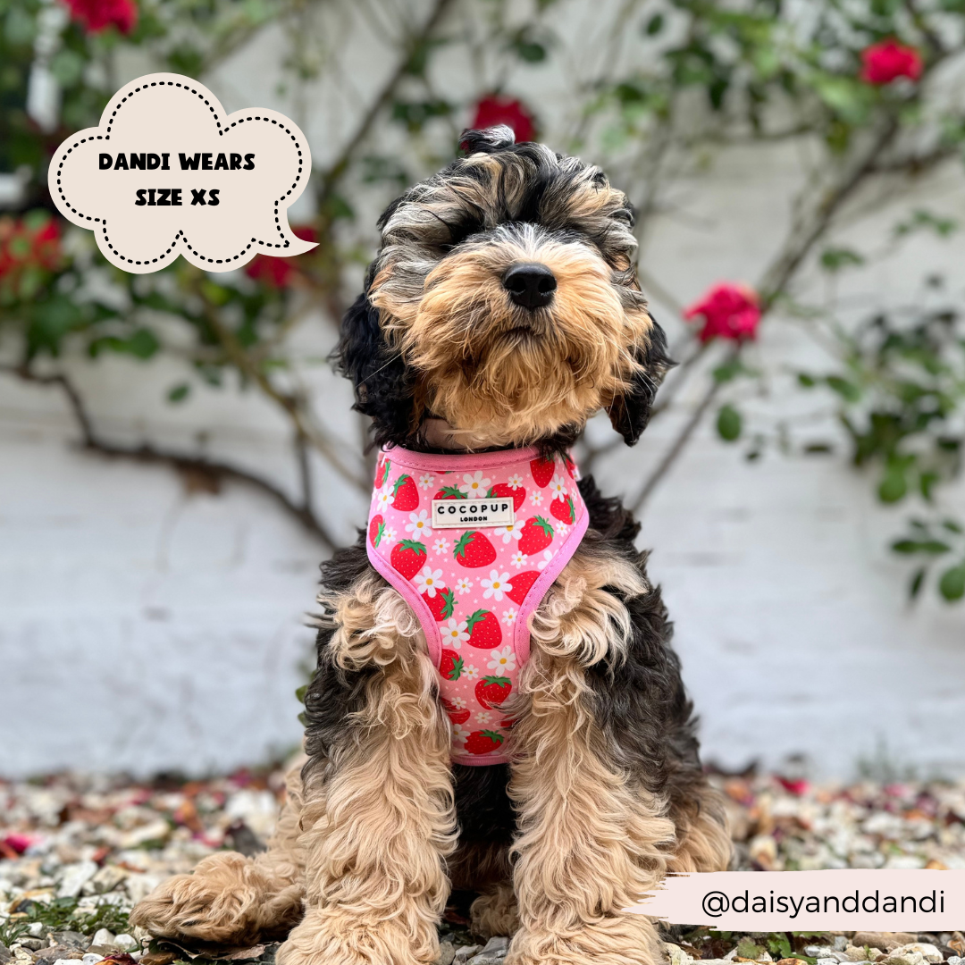 A fluffy dog wearing a pink, strawberry-patterned Pupberry Fields Adjustable Neck Harness from Cocopup London sits outdoors in front of a white wall with red flowers. A speech bubble on the left reads "Dandi wears size XS," highlighting this comfy neoprene material ideal for dog walks. The Instagram handle "@daisyanddandi" is displayed in the bottom right corner.