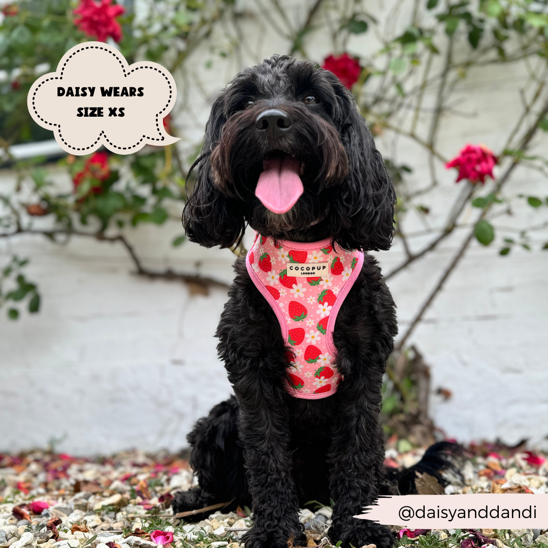 A fluffy black dog with wavy fur sits in front of a white wall adorned with pink and red roses. The dog is wearing a Cocopup London Pupberry Fields Adjustable Neck Harness, which features a charming strawberry pattern and is made of durable neoprene material. Text on the image reads "DAISY WEARS SIZE XS" and "@daisyanddandi." The dog's tongue is out, and it looks cheerful.