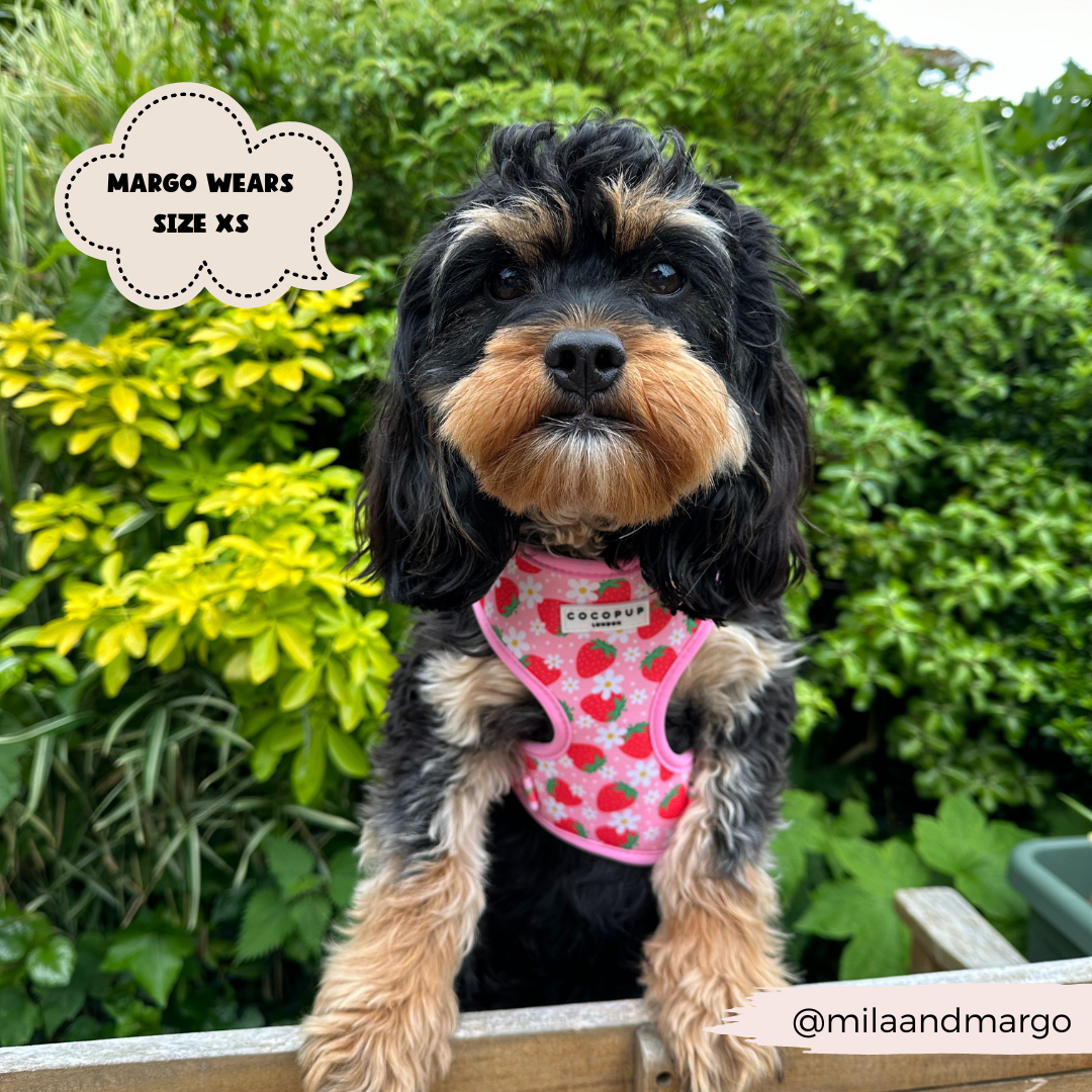 A small black and brown dog with a fluffy coat wears a pink Pupberry Fields Adjustable Neck Harness from Cocopup London, featuring a strawberry pattern. The dog is sitting outdoors on a wooden surface with green foliage in the background. The adjustable neck harness is crafted from neoprene material. Text on the image reads, "Margo wears size XS" and the handle "@milaandmargo" is noted.