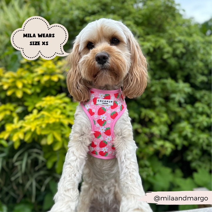 A small dog wearing a Pupberry Fields Adjustable Neck Harness by Cocopup London, adorned with strawberry patterns on neoprene material, stands in front of green bushes. A cloud-shaped label reads "MILA WEARS SIZE XS," and the Instagram handle @milaandmargo appears at the bottom right corner, perfect for stylish dog walks.