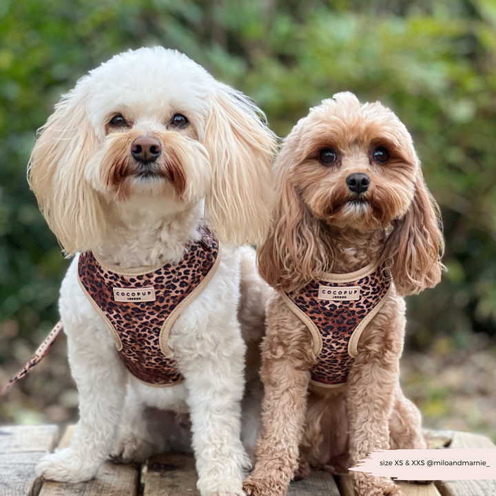 Quilted Leopard Pup Adjustable Neck Harness, Lead & Collar Bundle