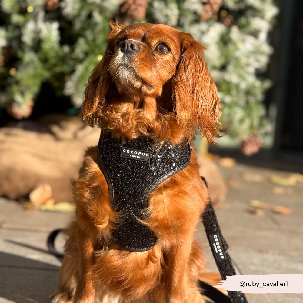 Limited Edition Sparkle Season Black Adjustable Neck HARNESS