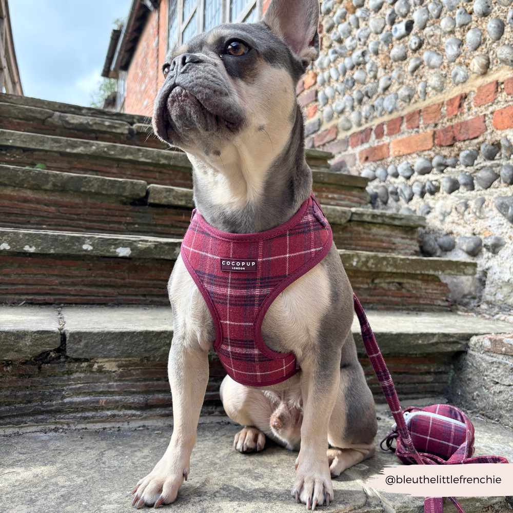 Mulberry Plaid Adjustable Neck HARNESS