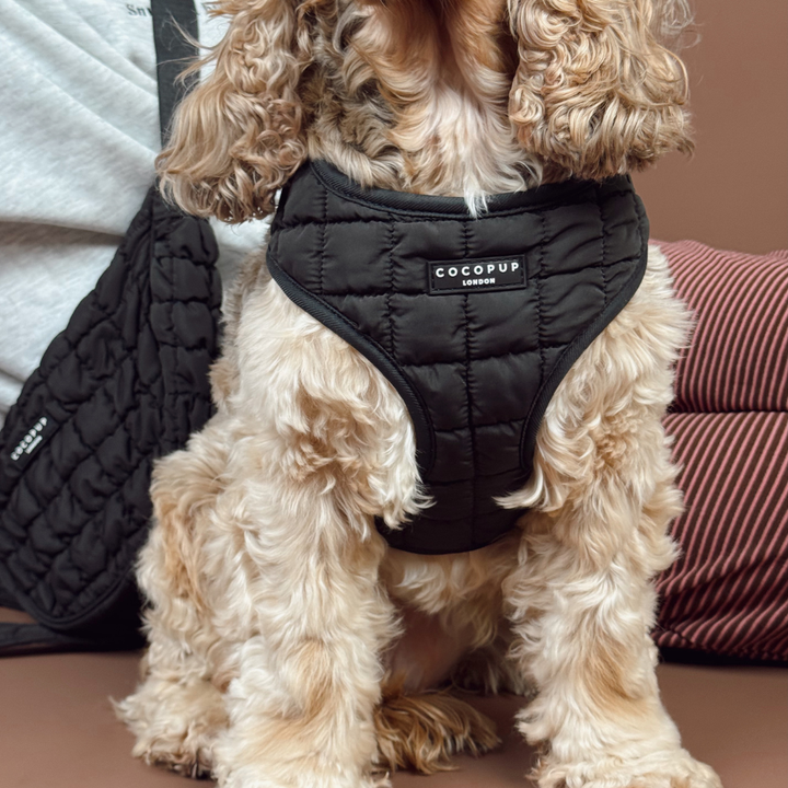 Onyx Quilted Adjustable Neck Harness, Lead & Collar Bundle