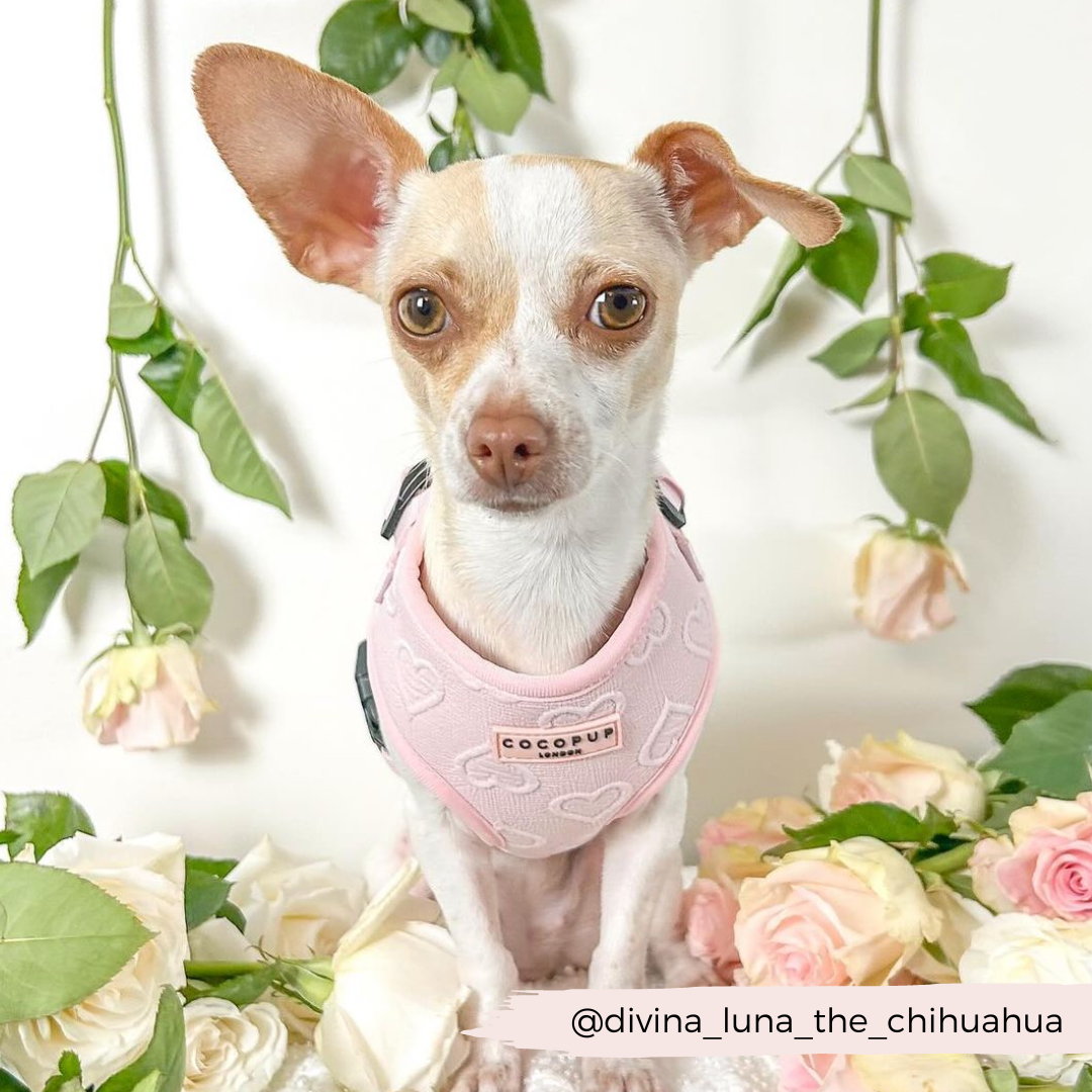 Pinkaholic HOPPER PINKA Hundegeschirr S – Süßes Häschen-Design Mit Klettverschluss, 100% Baumwolle