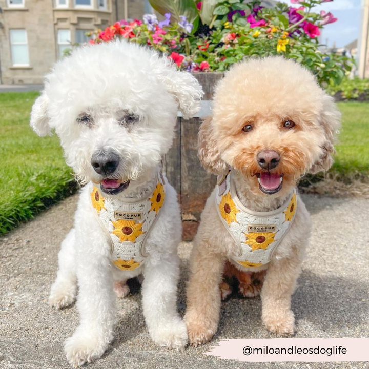 Two fluffy dogs sitting side by side, sporting their stylish Cocopup London Sunflower Patch Adjustable Neck Harnesses. The dog on the left is white, and the one on the right is light brown. They are seated on a paved area in front of a wooden planter box filled with colorful flowers.